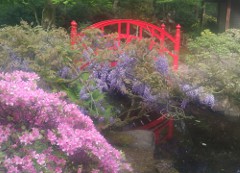 Dit is een foto van de Japanse tuin in Den-Haag