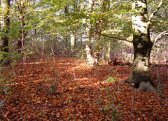 Dit is een herfstfoto van het bos